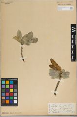 Foto von Salix lanata L.